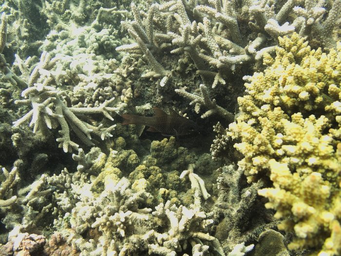 Nectamia fusca