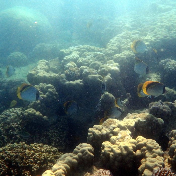 Chaetodon lineolatus