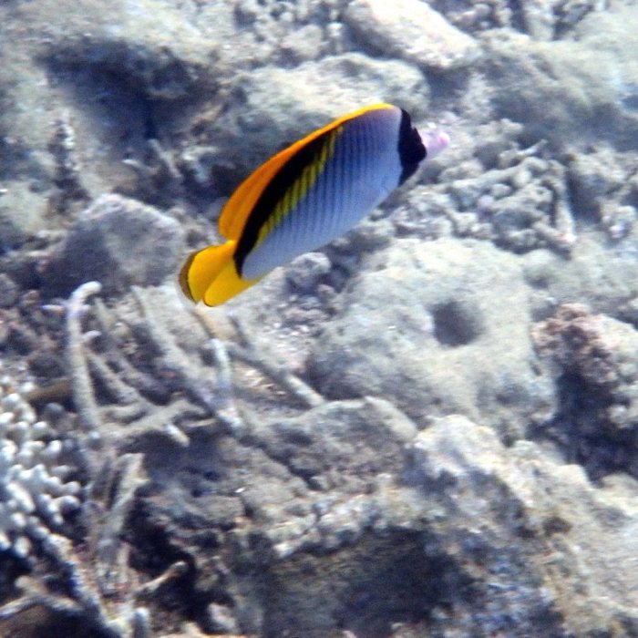 Chaetodon lineolatus