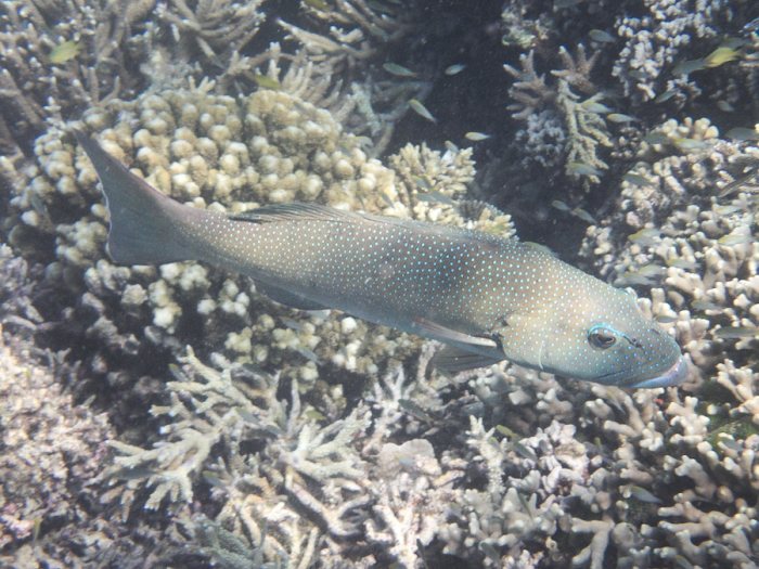 Plectropomus leopardus