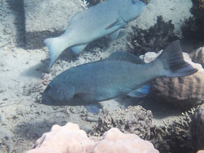 Plectropomus leopardus