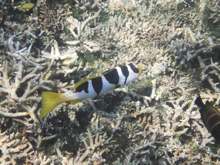 Plectropomus laevis