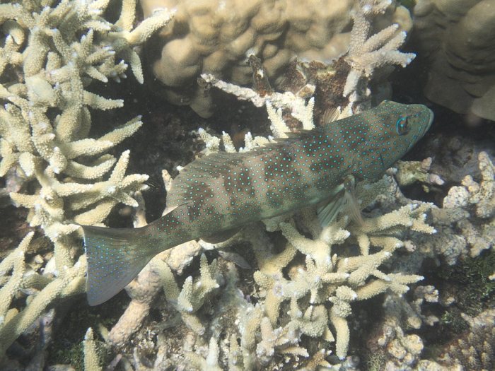 Plectropomus leopardus