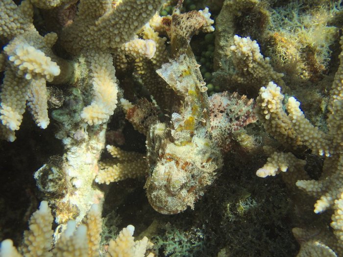 Scorpaenodes kelloggi