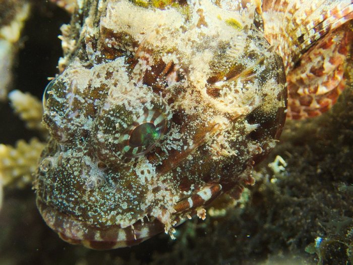 Scorpaenodes kelloggi