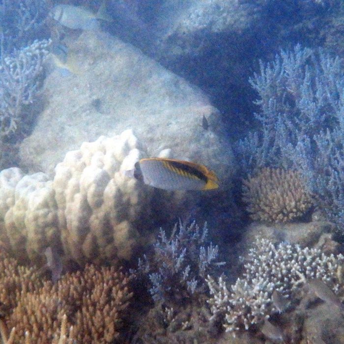 Chaetodon lineolatus