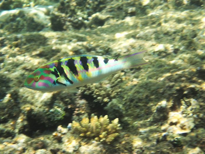 Thalassoma hardwicke