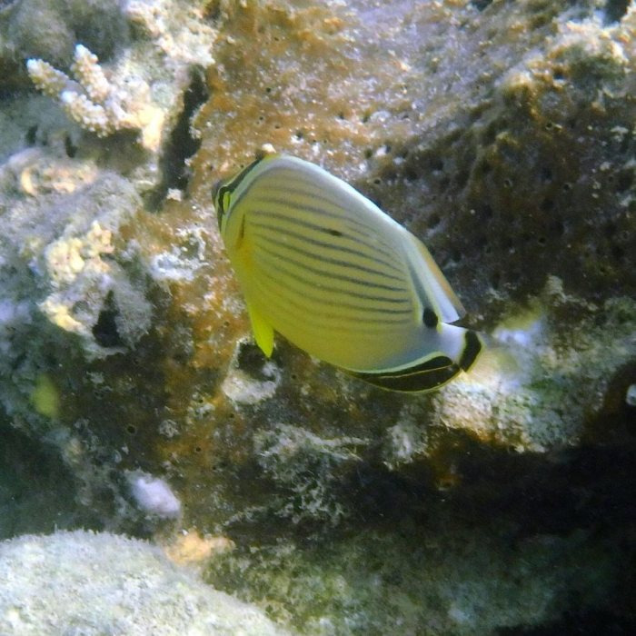 Chaetodon lunulatus