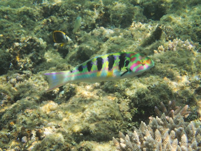 Thalassoma hardwicke