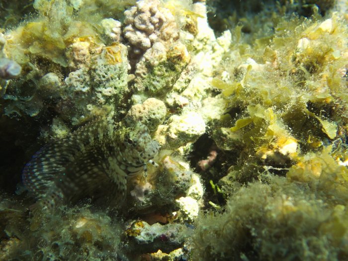 Salarias fasciatus