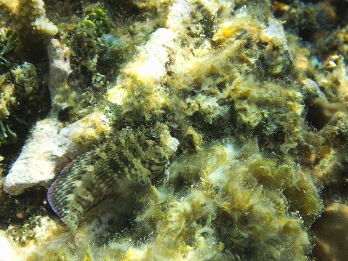 Salarias fasciatus