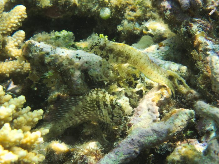 Salarias fasciatus