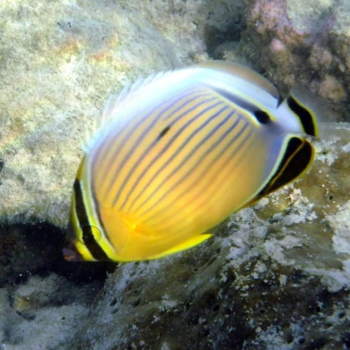 Chaetodon lunulatus