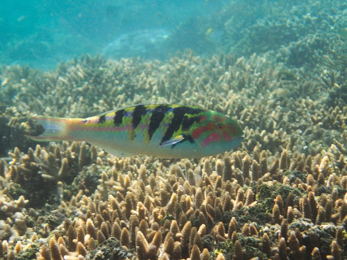 Thalassoma hardwicke
