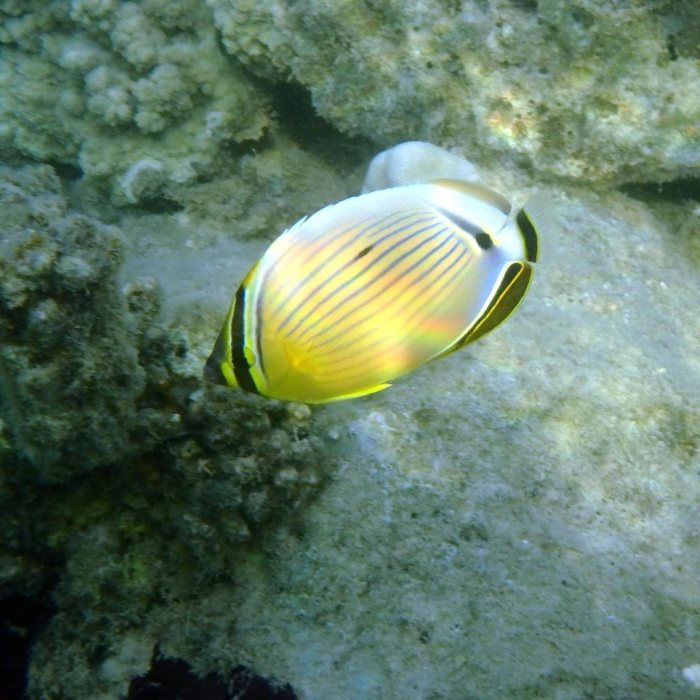 Chaetodon lunulatus