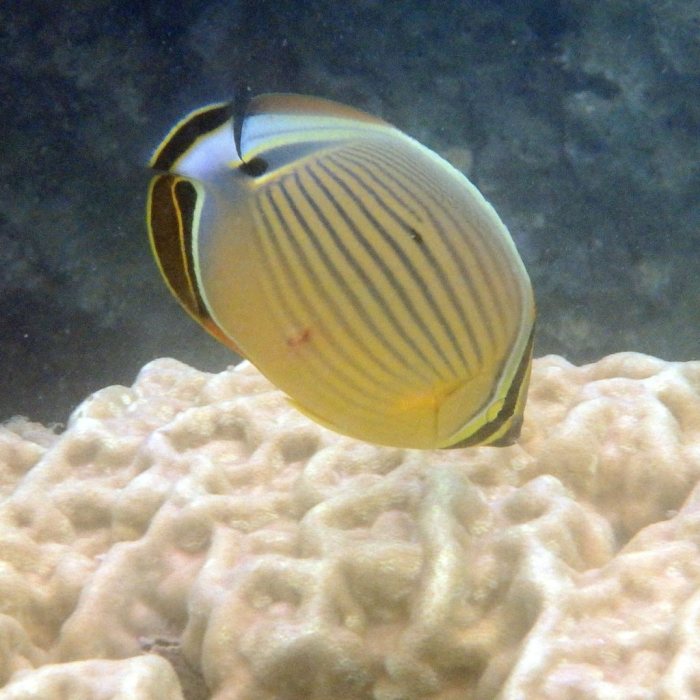 Chaetodon lunulatus