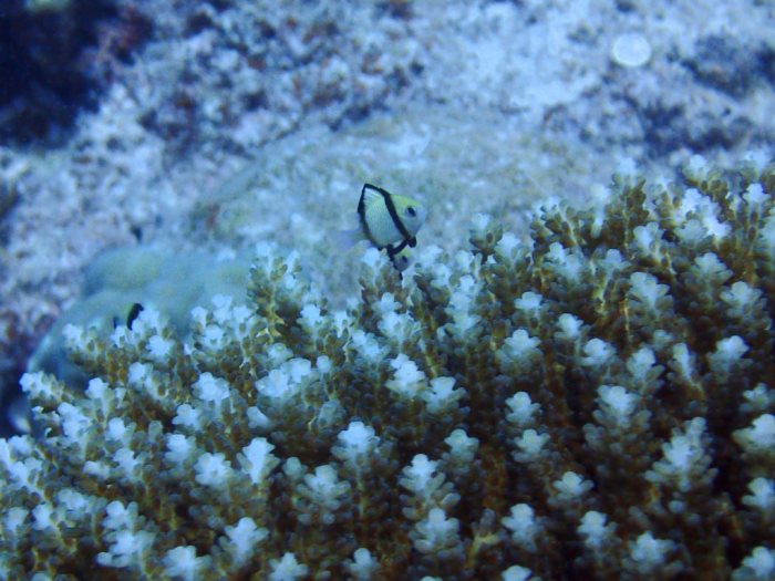 Dascyllus reticulatus