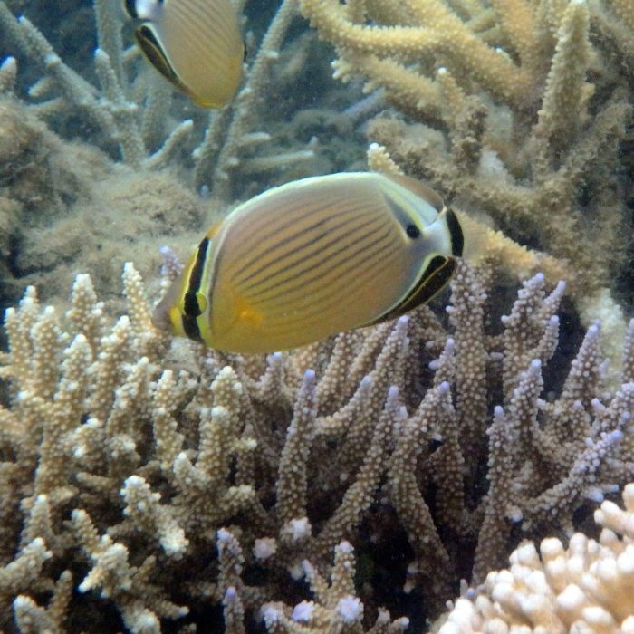 Chaetodon lunulatus