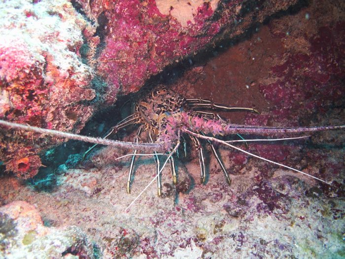 Langouste