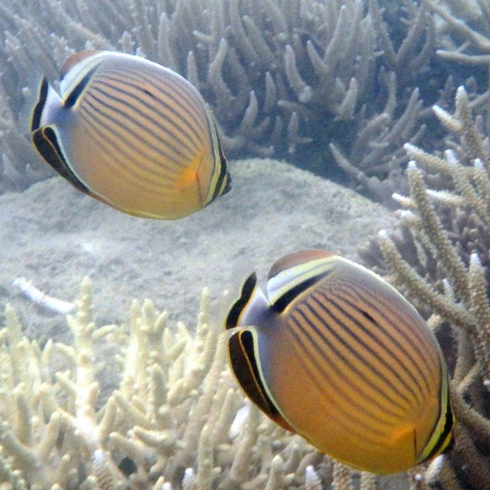 Chaetodon lunulatus
