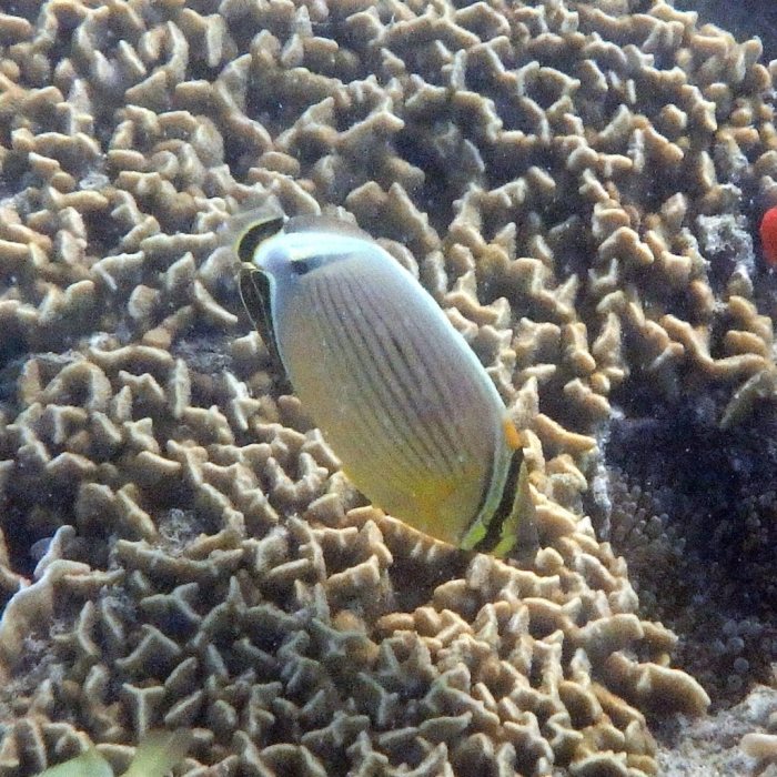 Chaetodon lunulatus