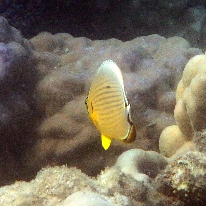 Chaetodon lunulatus