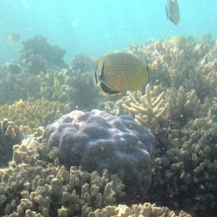 Chaetodon lunulatus