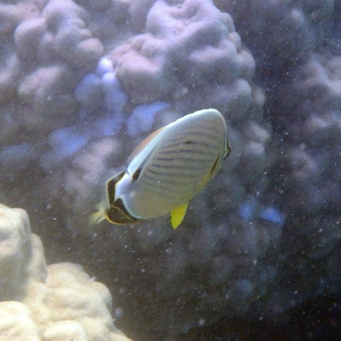 Chaetodon lunulatus