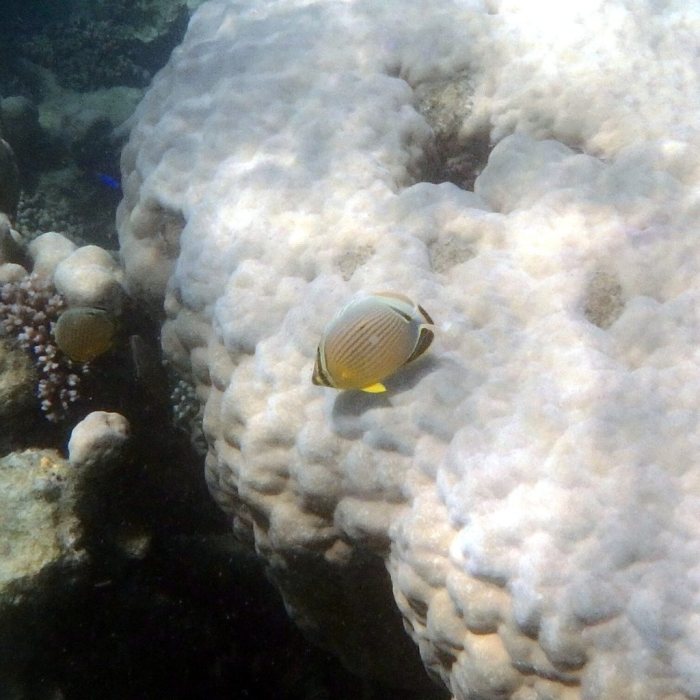 Chaetodon lunulatus