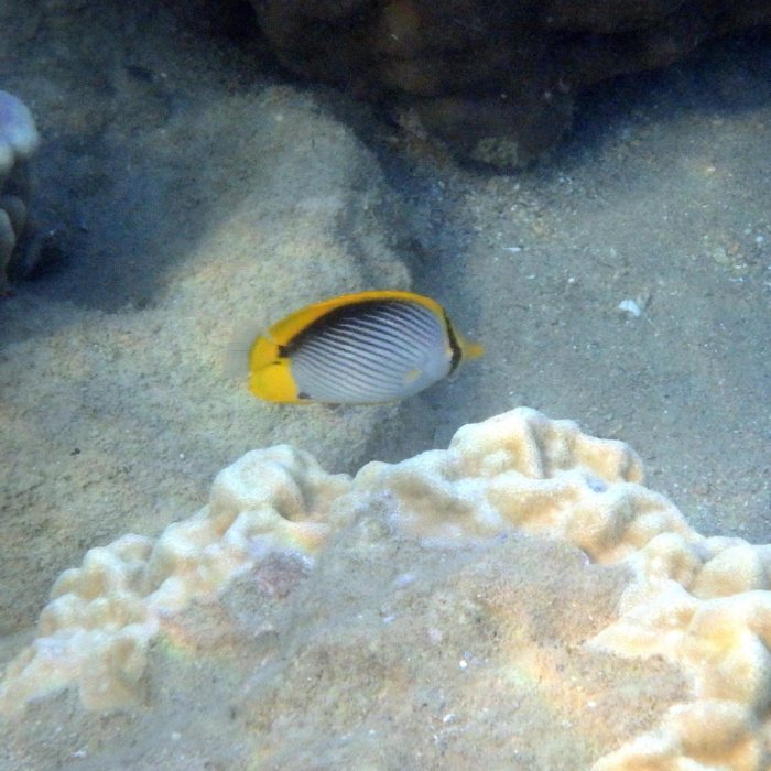 Chaetodon melannotus