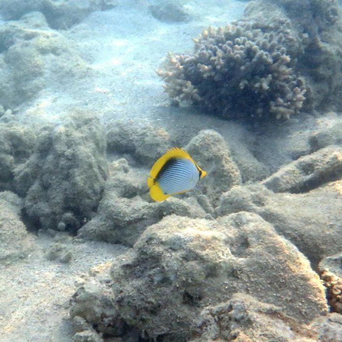Chaetodon melannotus
