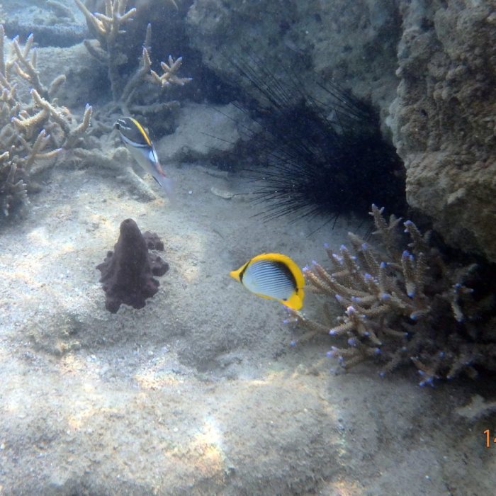 Chaetodon melannotus