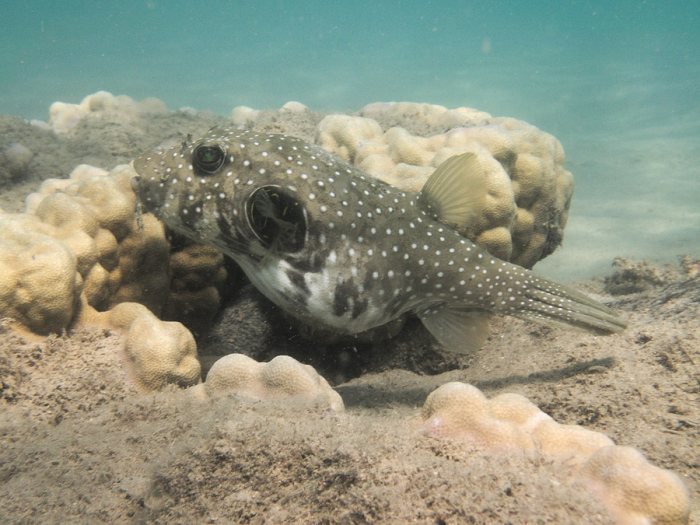 Arothron hispidus