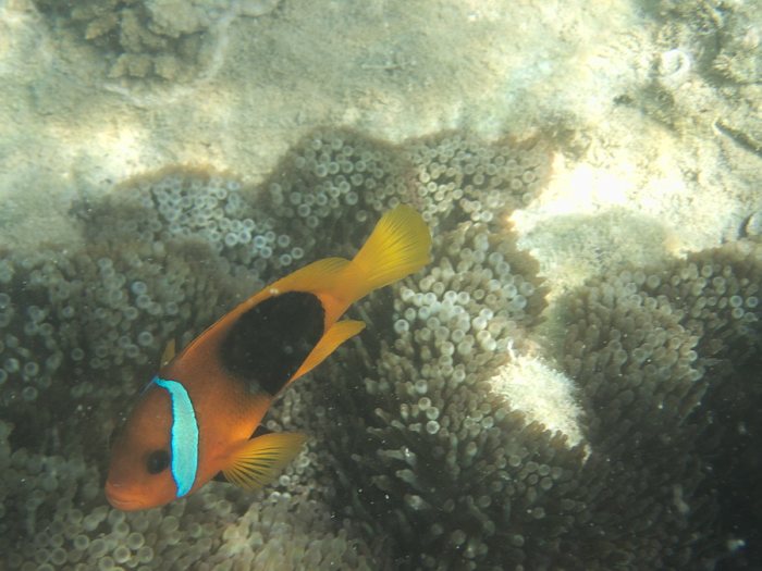 Amphiprion melanopus