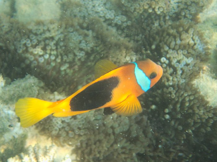 Amphiprion melanopus