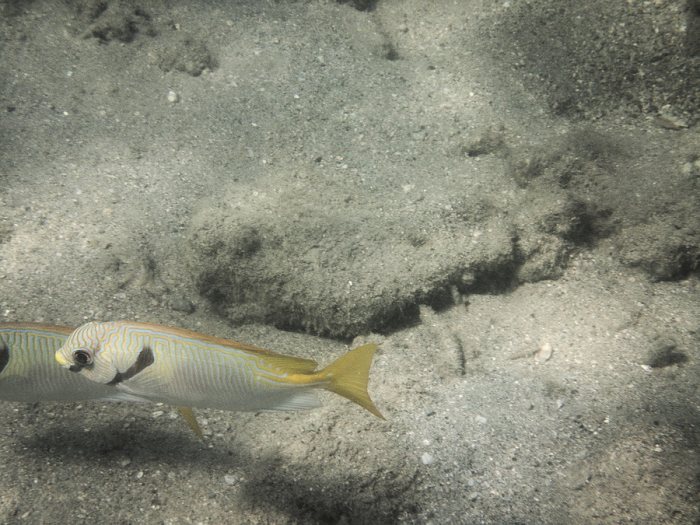 Siganus doliatus