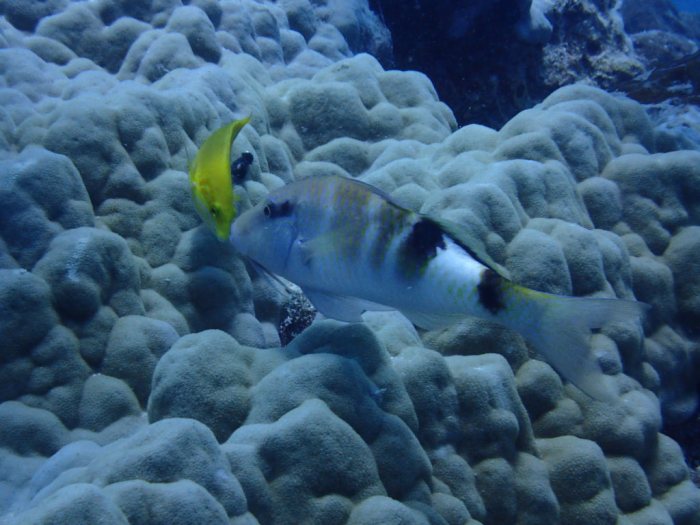 Parupeneus multifascius