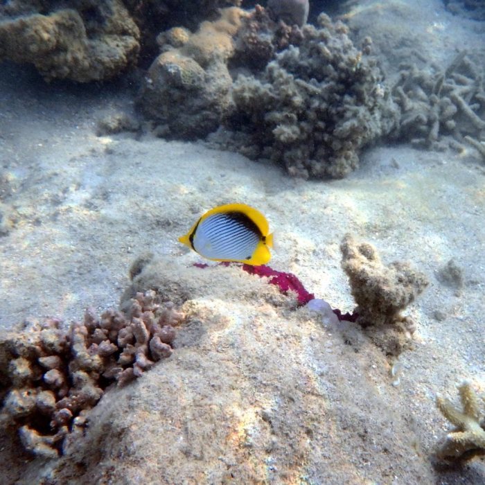 Chaetodon melannotus
