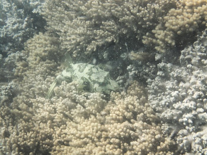 Arothron hispidus