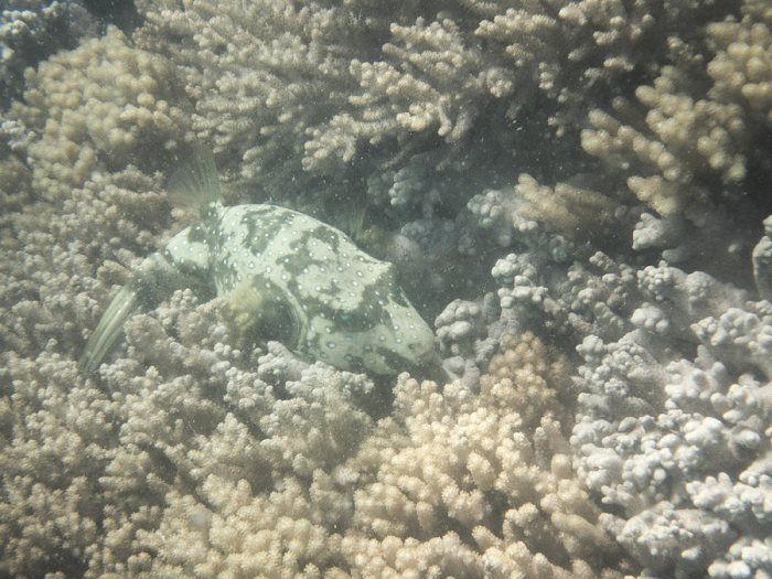 Arothron hispidus