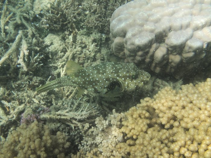 Arothron hispidus