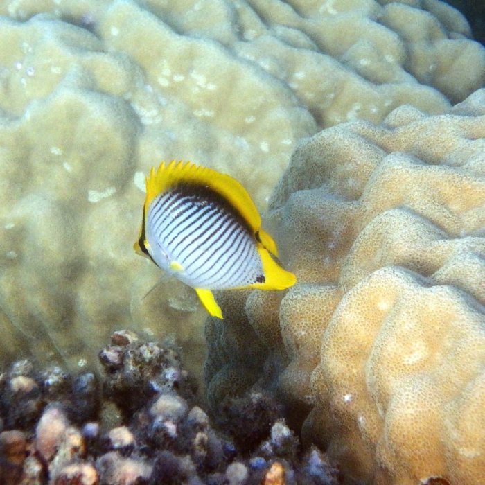 Chaetodon melannotus