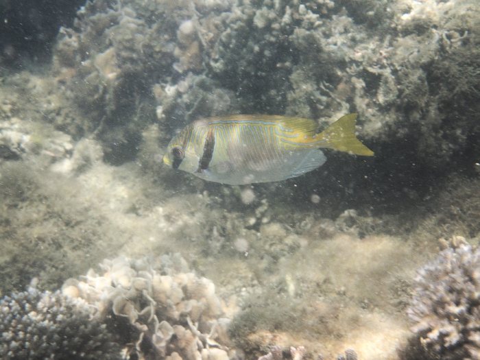 Siganus doliatus