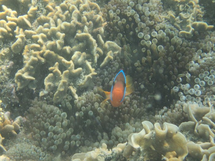 Amphiprion melanopus