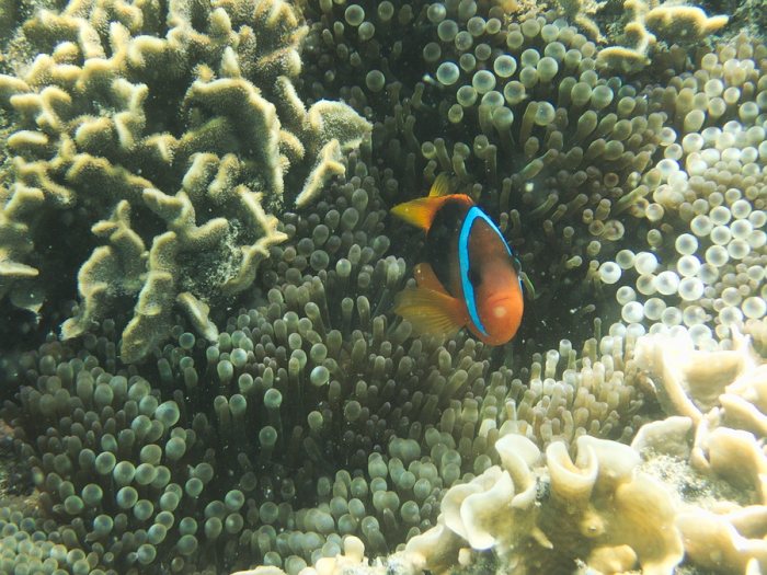Amphiprion melanopus