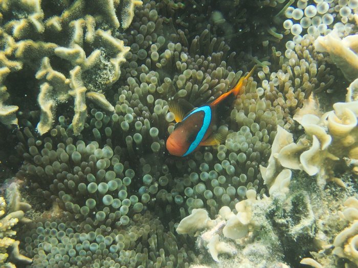 Amphiprion melanopus