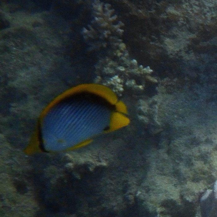 Chaetodon melannotus