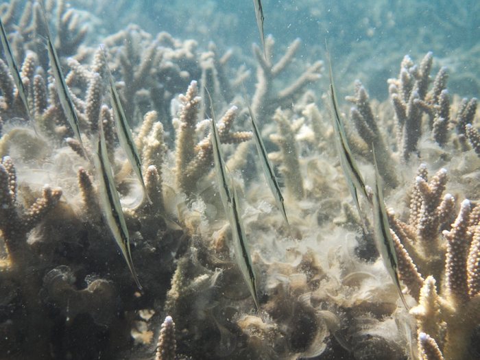 Aeoliscus strigatus