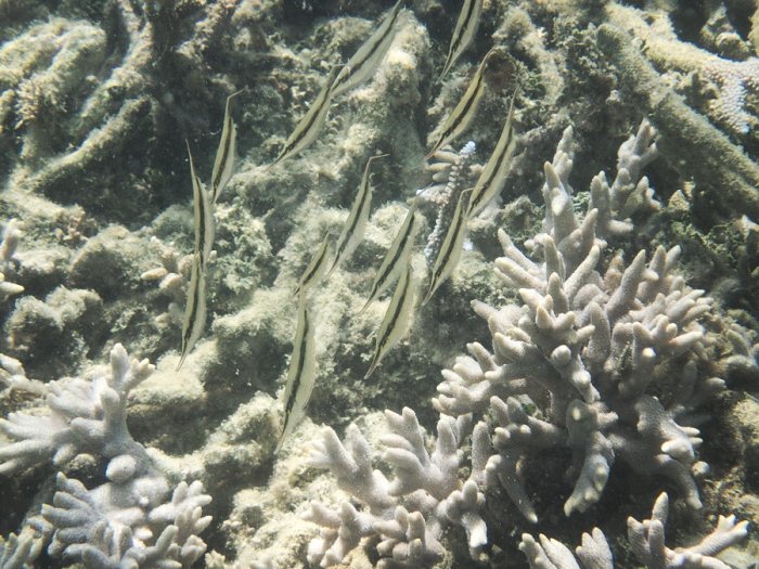 Aeoliscus strigatus