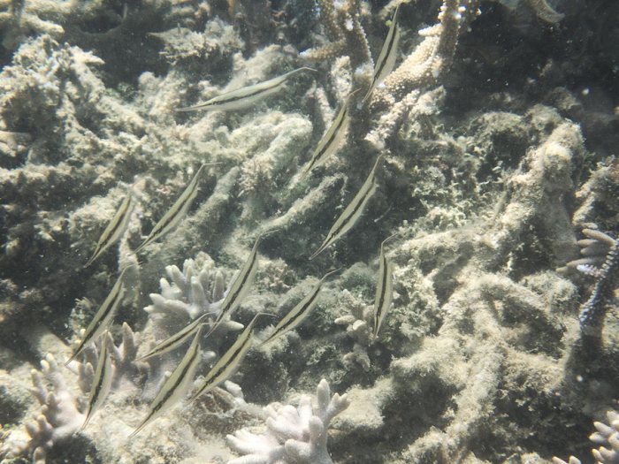 Aeoliscus strigatus